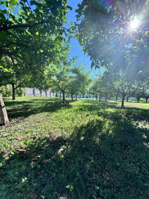 Прикордонників, 19 (г. Хмельницкий, Дивокрай) - Продається сільськогосподарська ділянка, 75000 $ - АФНУ